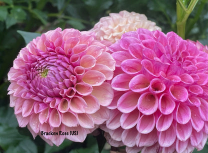 Dahlia Bracken Rose (US)