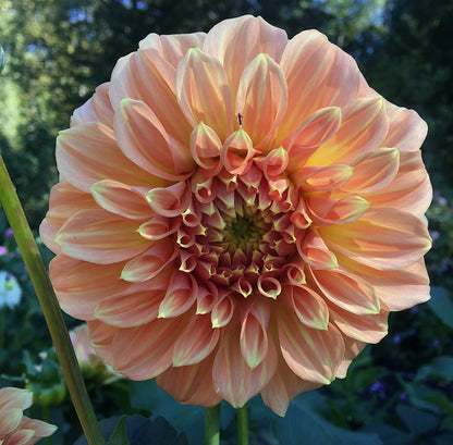 Dahlia Bracken Sarah