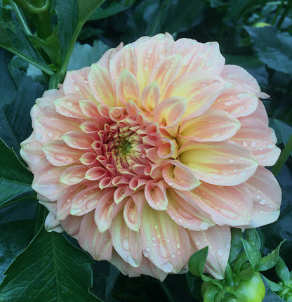 Dahlia Bracken Sarah