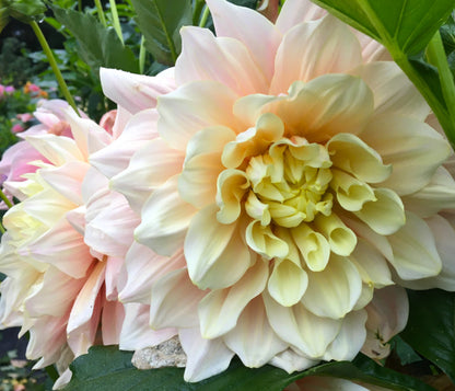 Évasion de dahlia