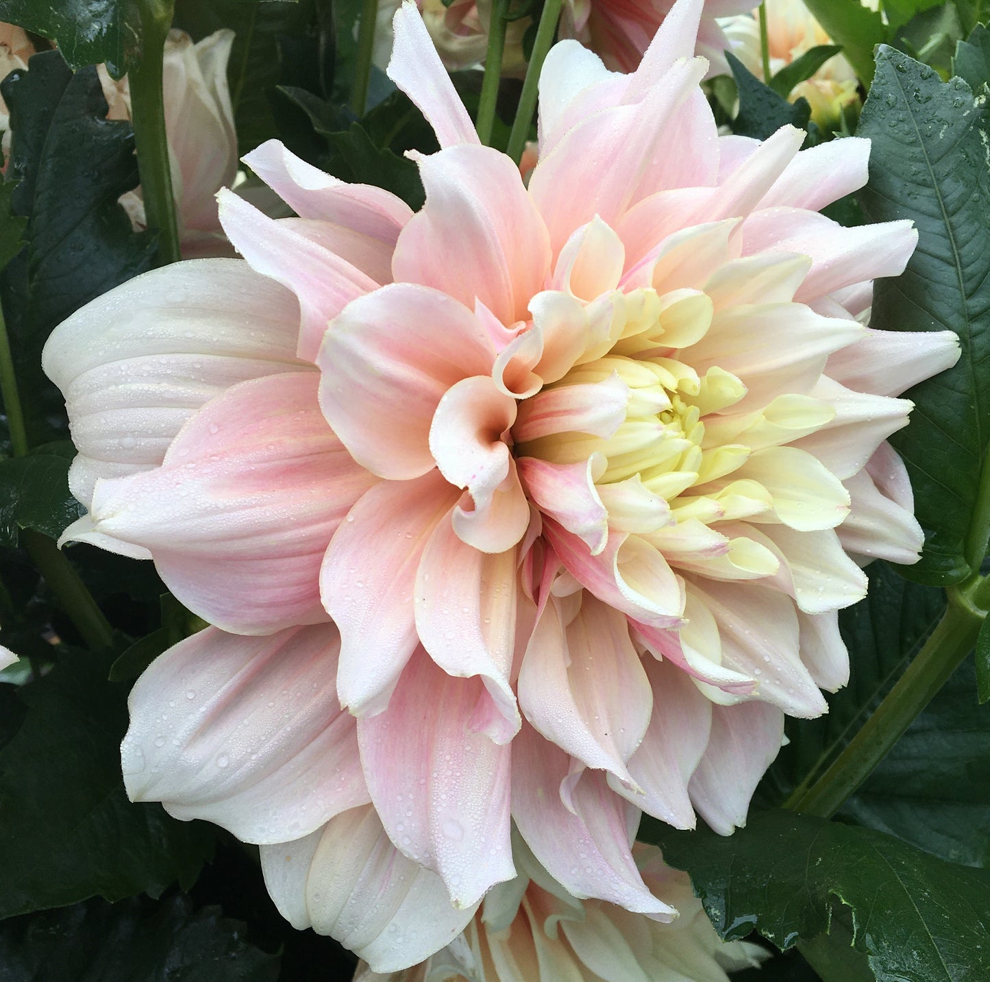 Dahlia Breakout