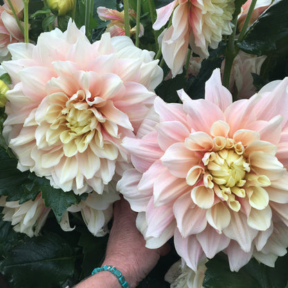 Évasion de dahlia