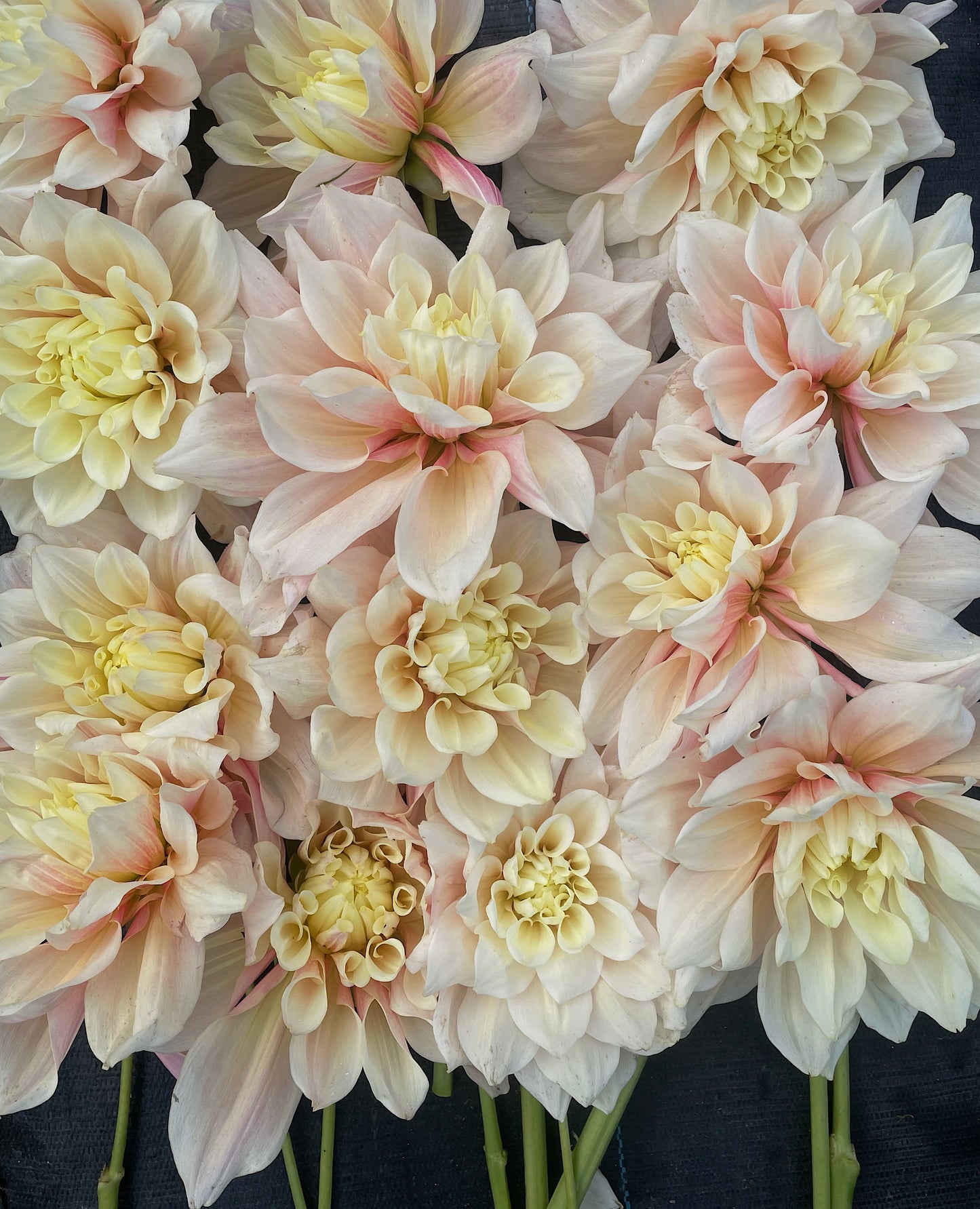 Évasion de dahlia