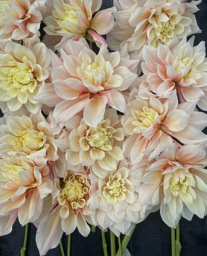 Évasion de dahlia
