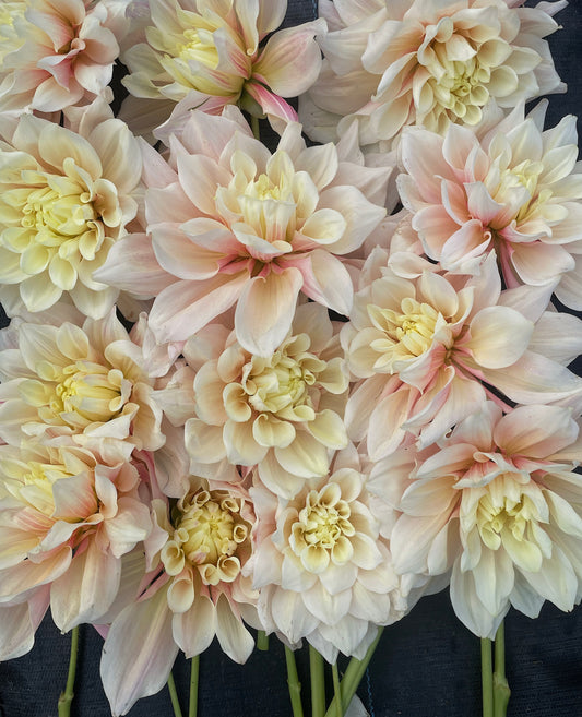 Évasion de dahlia