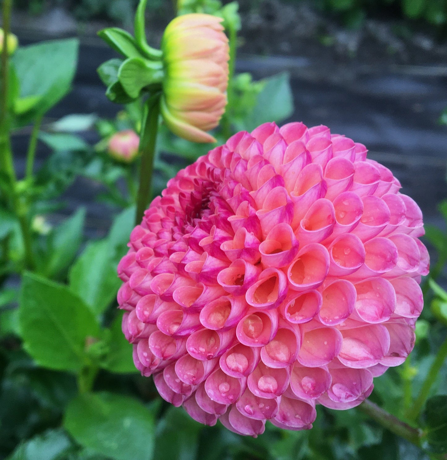 Dahlia Burlesca (Nulands Josephine)
