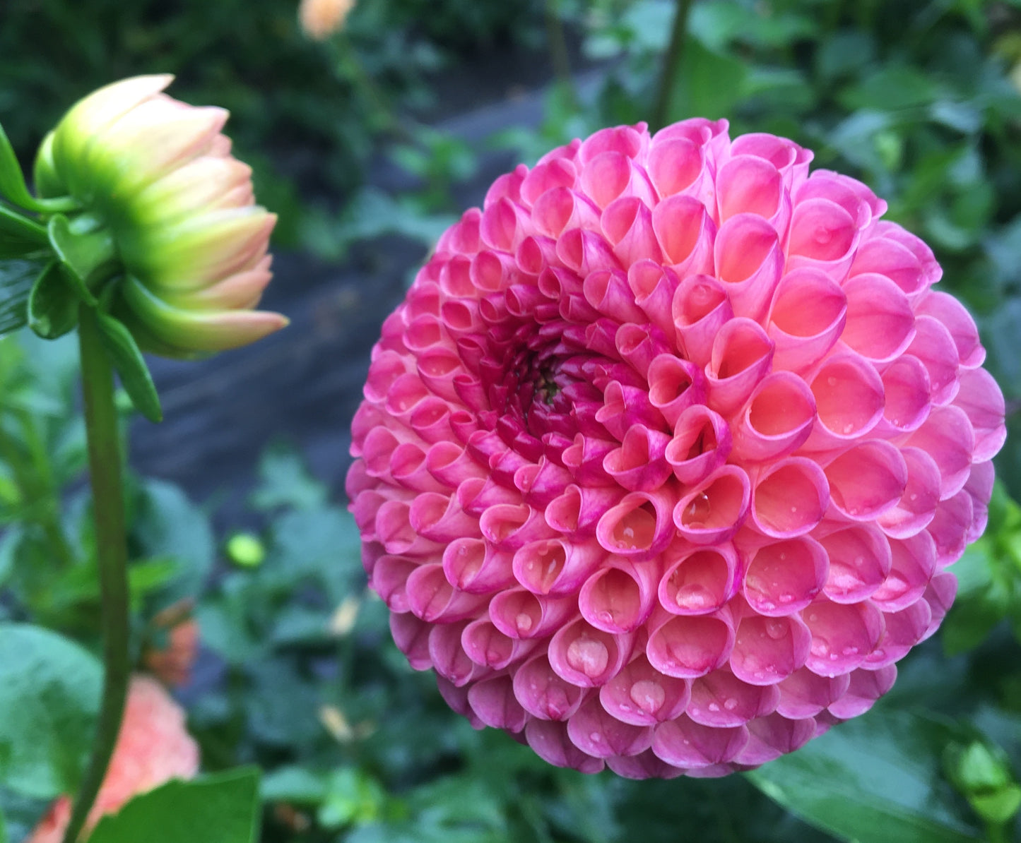 Dahlia Burlesca (Nulands Josephine)