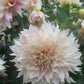 Dahlia Cafe au Lait