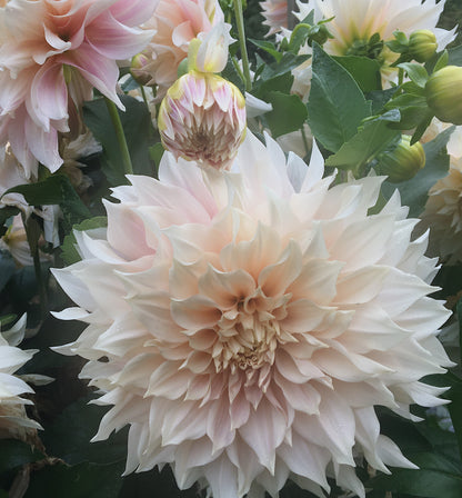 Dahlia Cafe au Lait