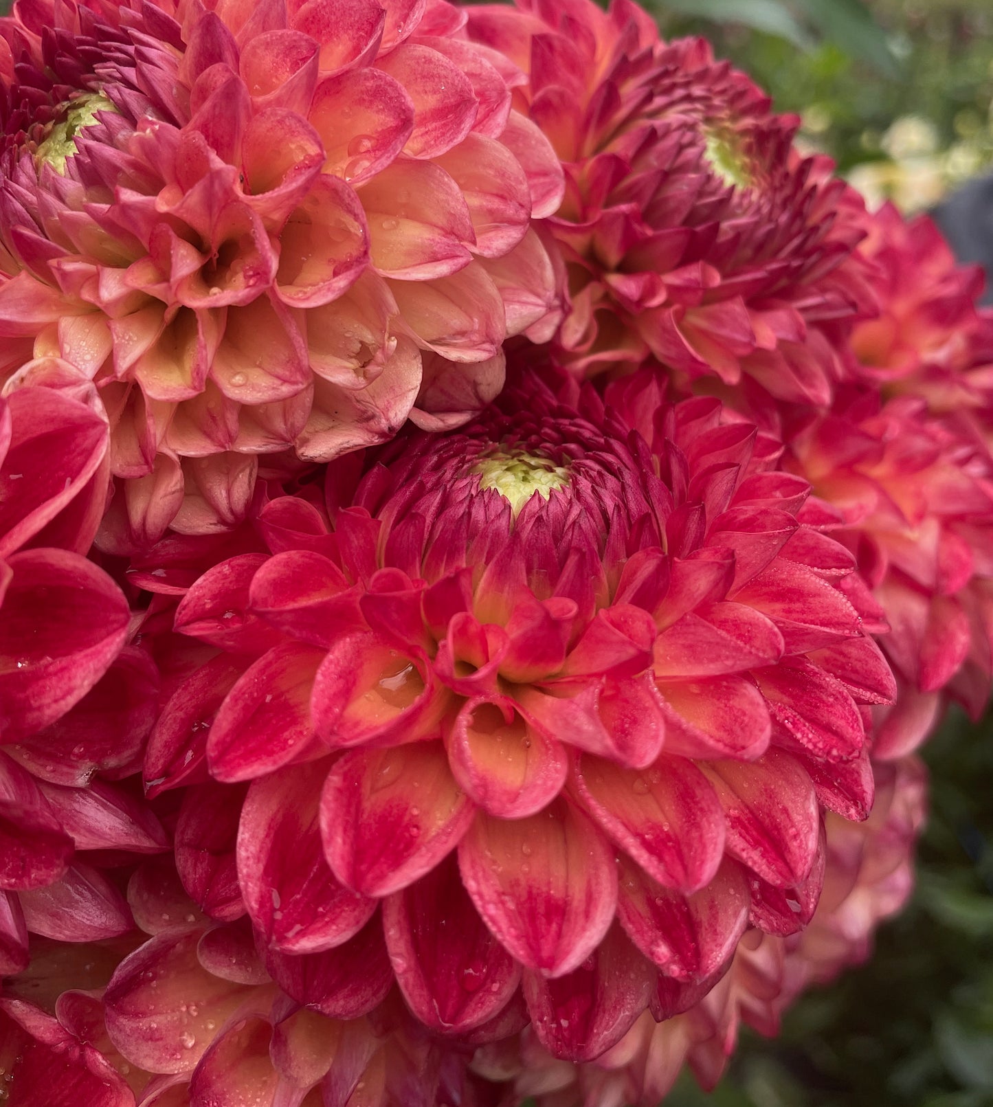Dahlia Camano Mordor