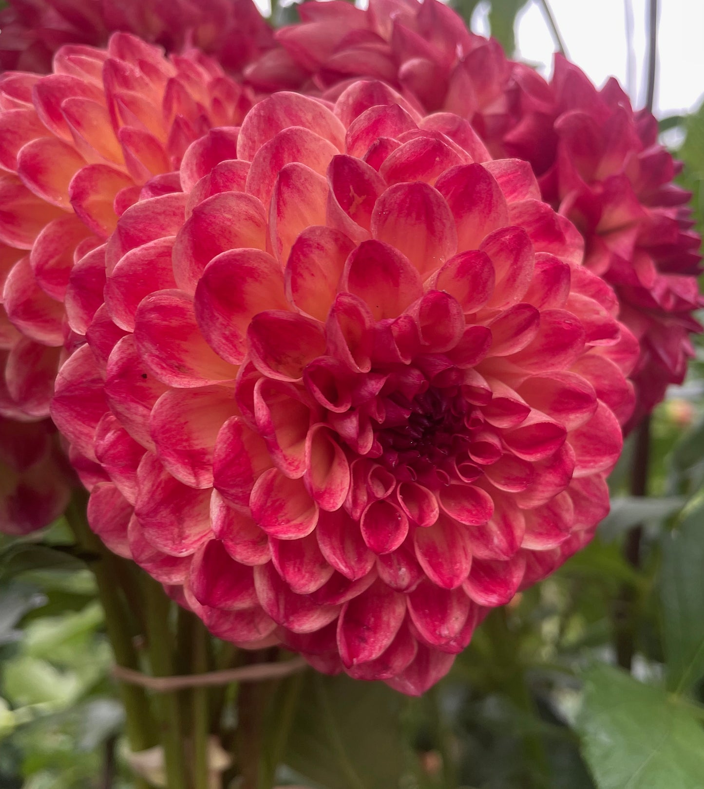 Dahlia Camano Mordor
