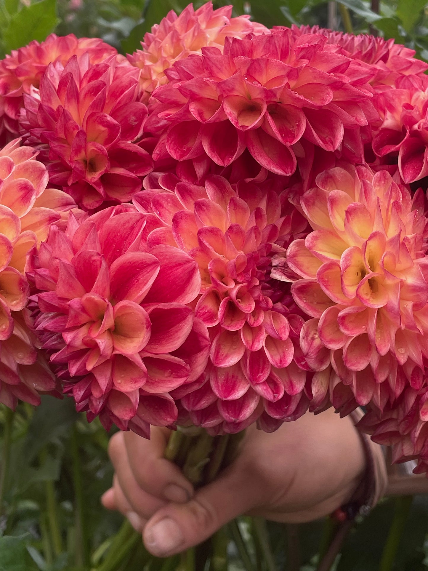 Dahlia Camano Mordor