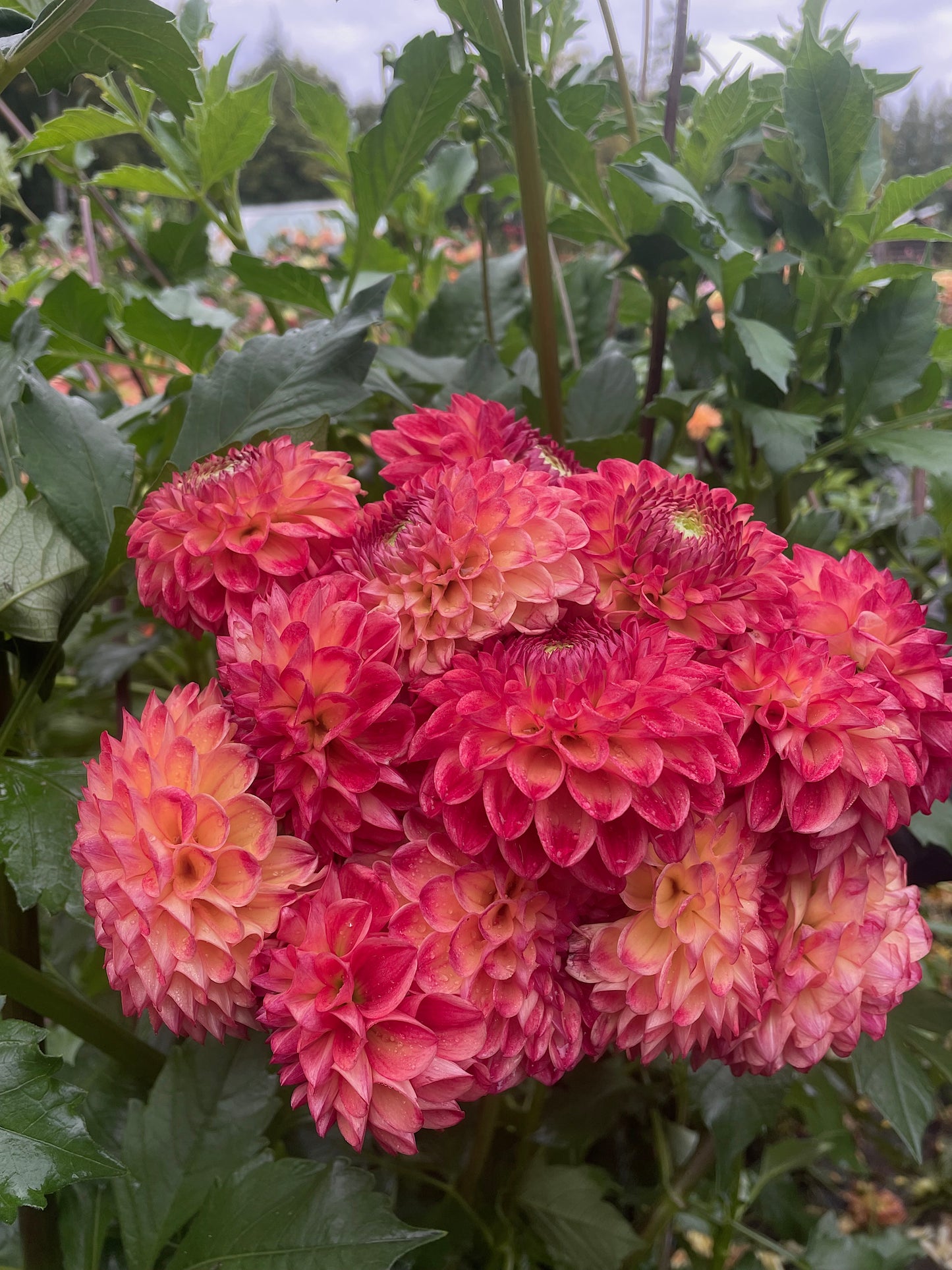 Dahlia Camano Mordor
