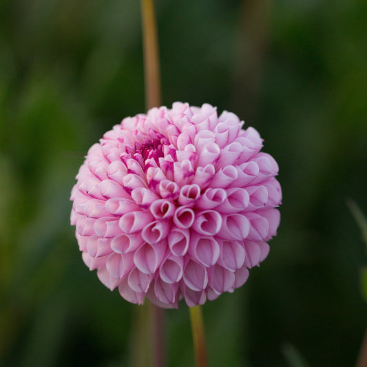 Dahlia Chimacum Davi