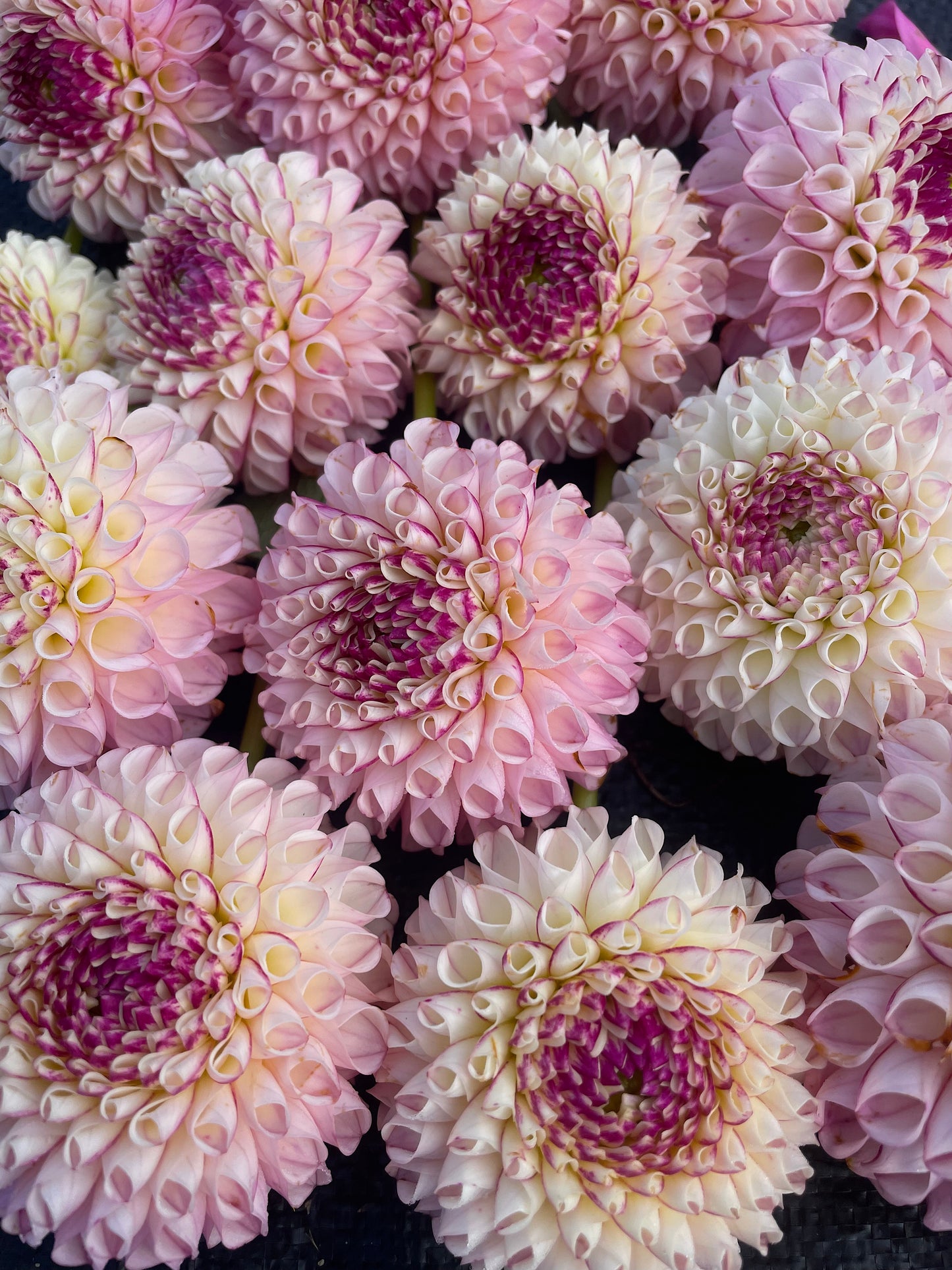 Dahlia Chimacum Davi