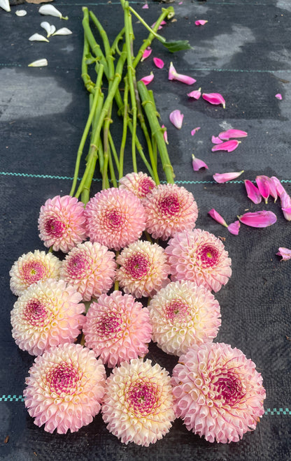 Dahlia Chimacum Davi