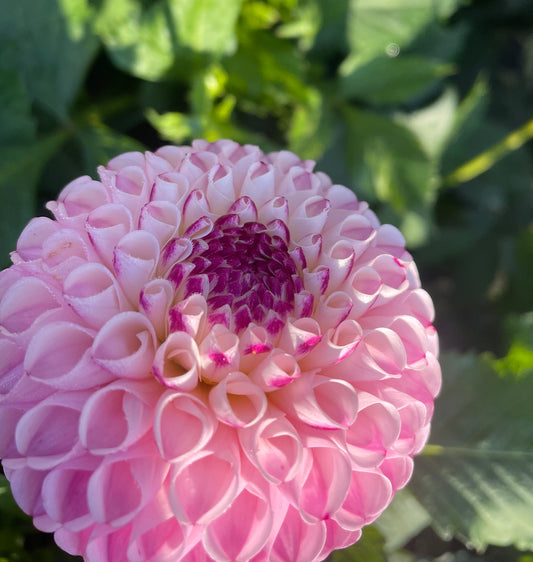 Dahlia Chimacum Davi