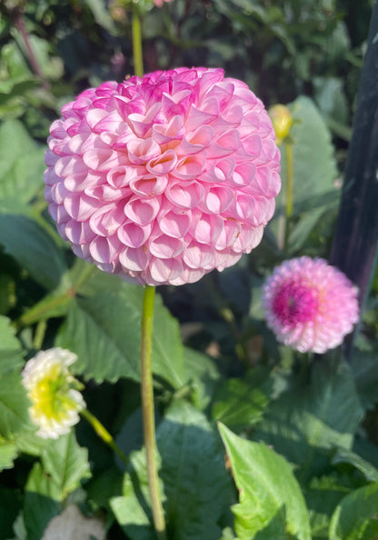 Dahlia Chimacum Davi