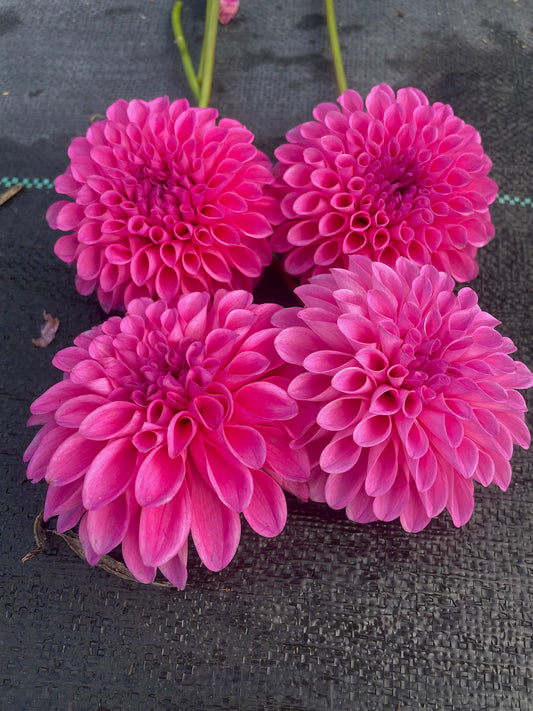 Dahlia Chimacum Katie