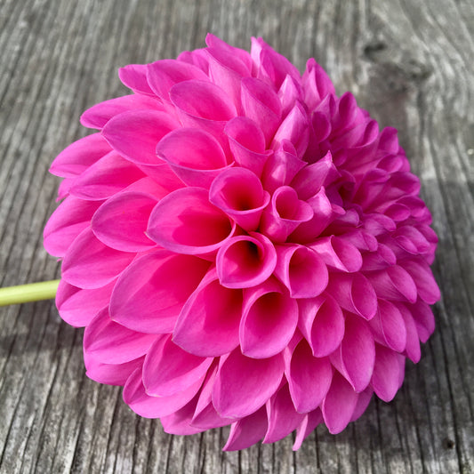 Dahlia Chimacum Katie