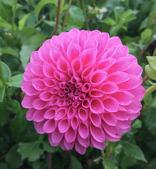 Dahlia Chimacum Katie