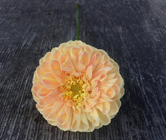 Dahlia Chrichton Honey