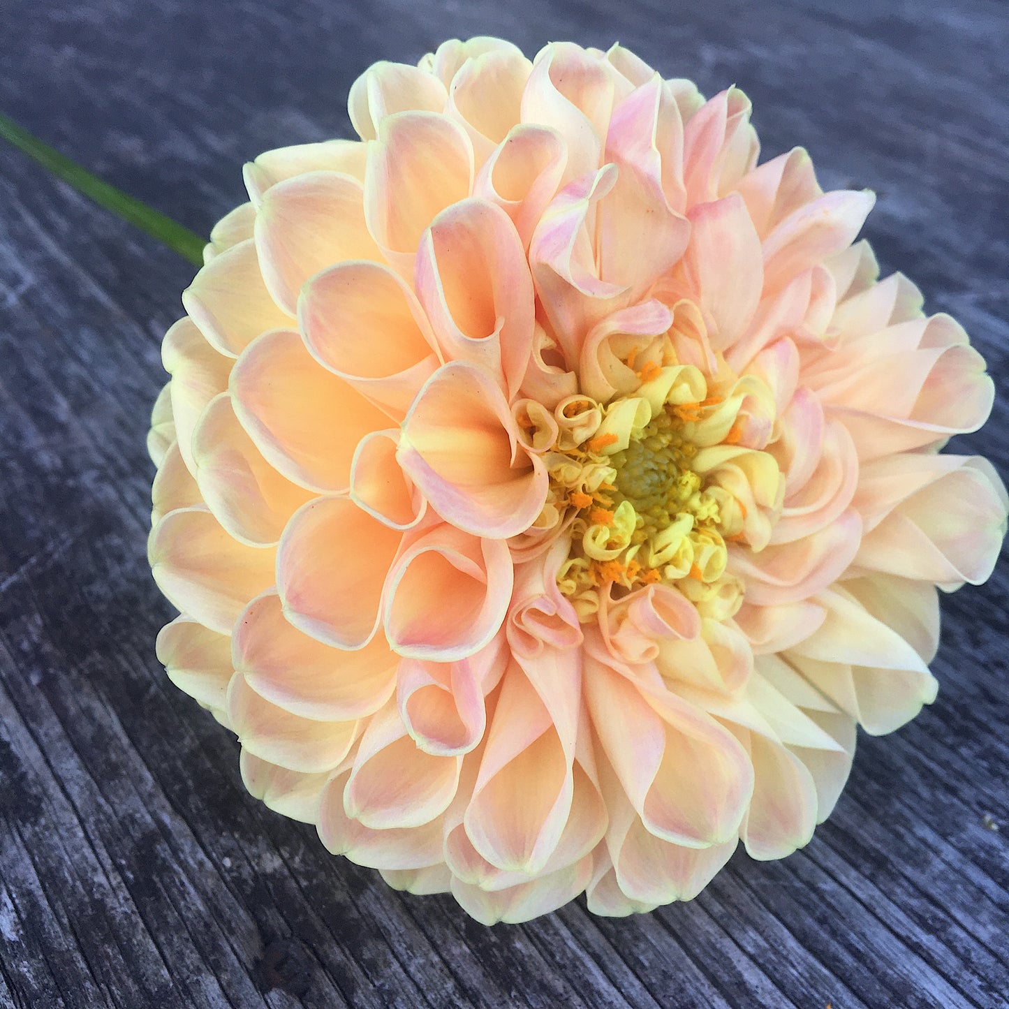 Dahlia Chrichton Honey