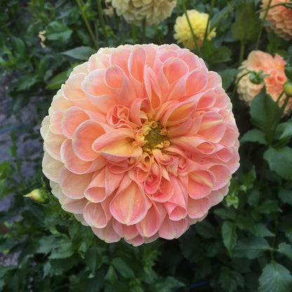 Dahlia Chrichton Honey