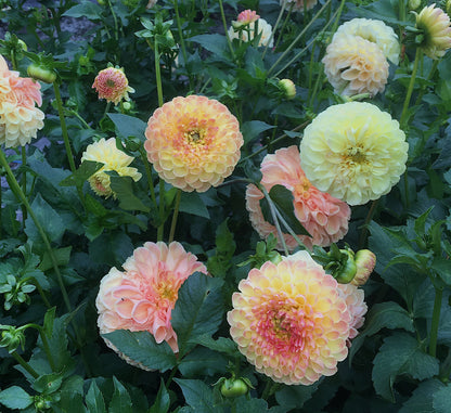 Dahlia Chrichton Honey