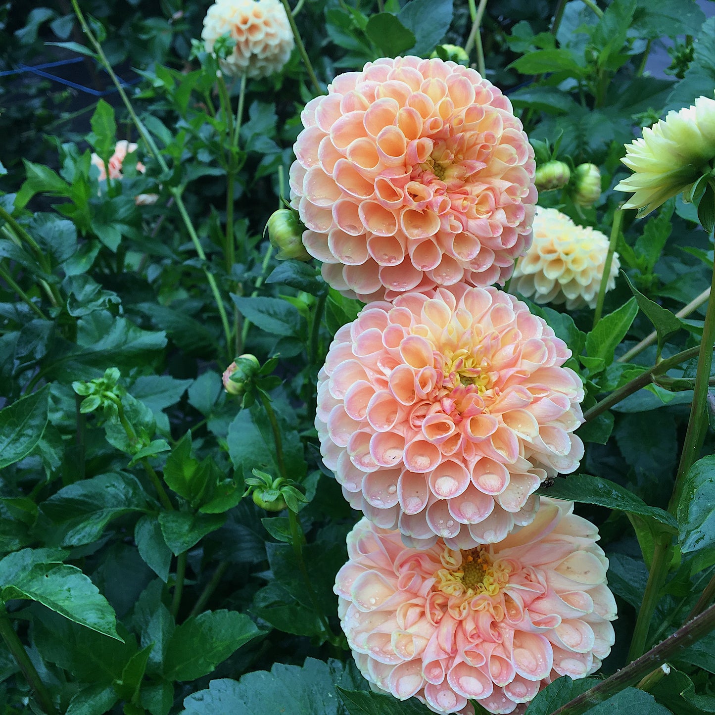 Dahlia Chrichton Honey