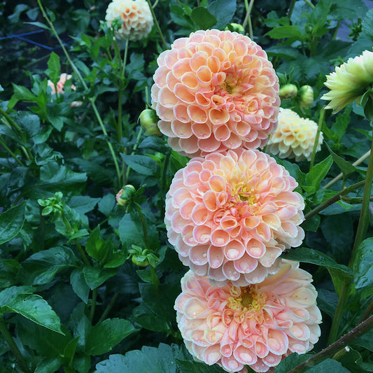 Miel de Dahlia Chrichton