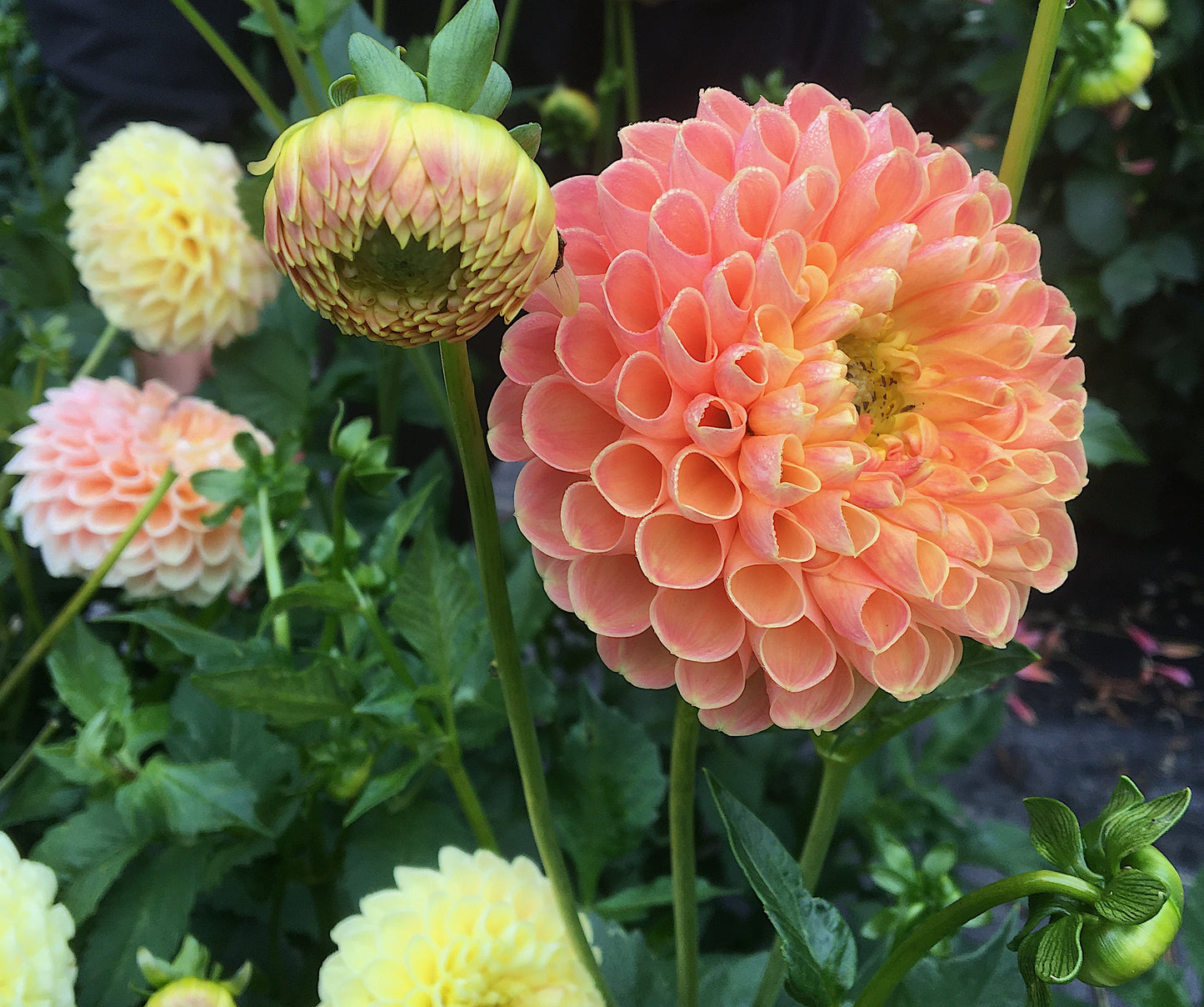 Dahlia Chrichton Honey