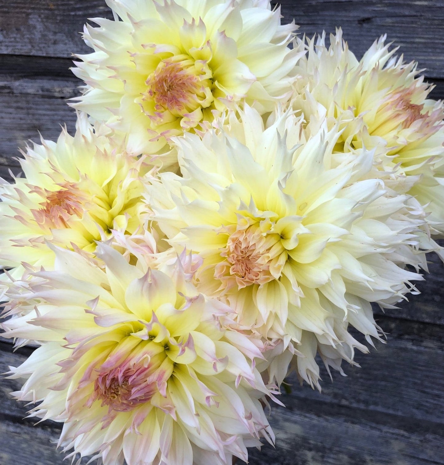 Dahlia Citron du Cap