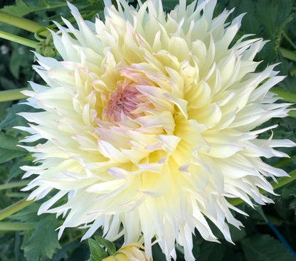 Dahlia Citron du Cap