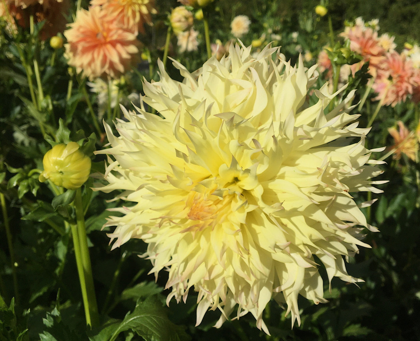 Dahlia Citron du Cap