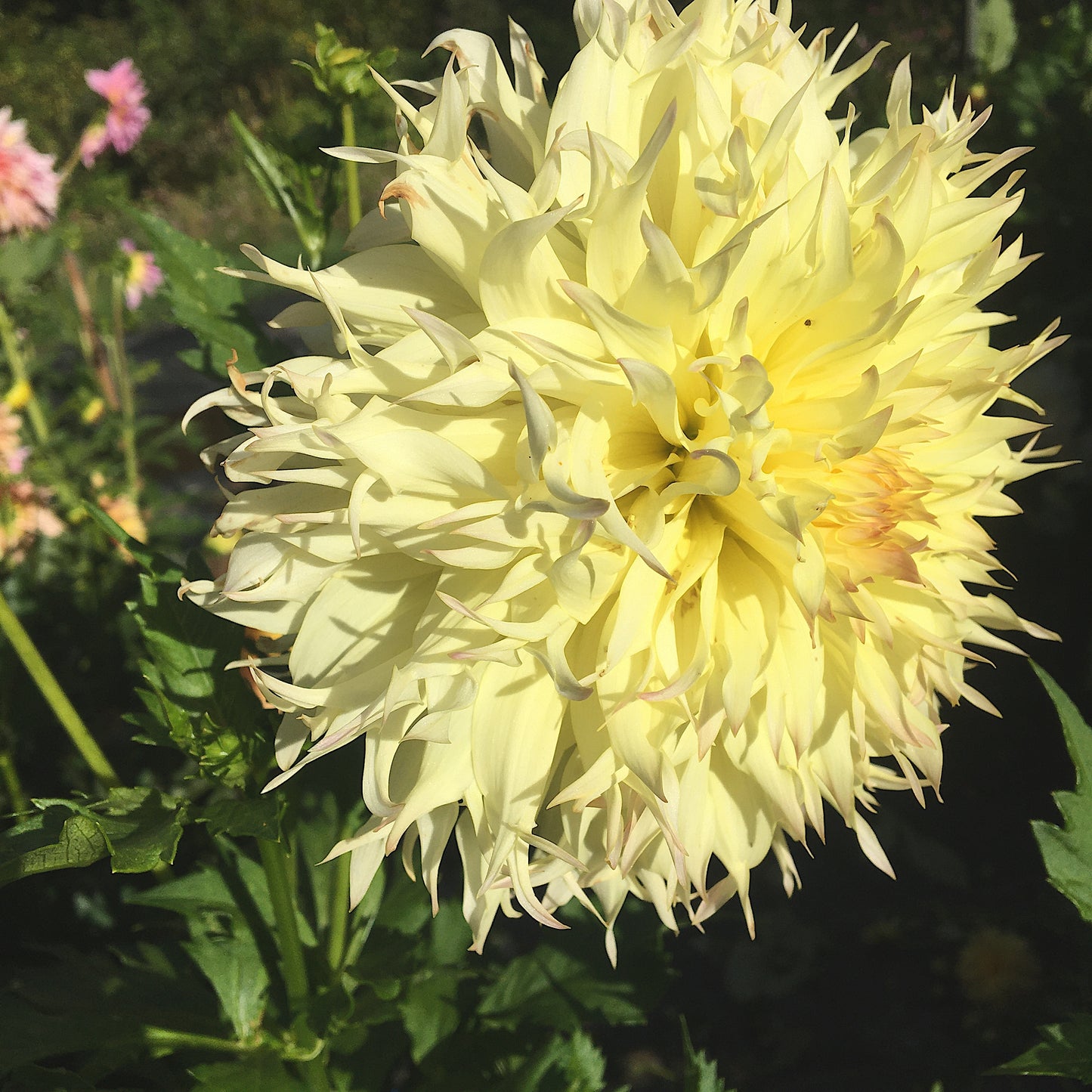 Dahlia Citron du Cap