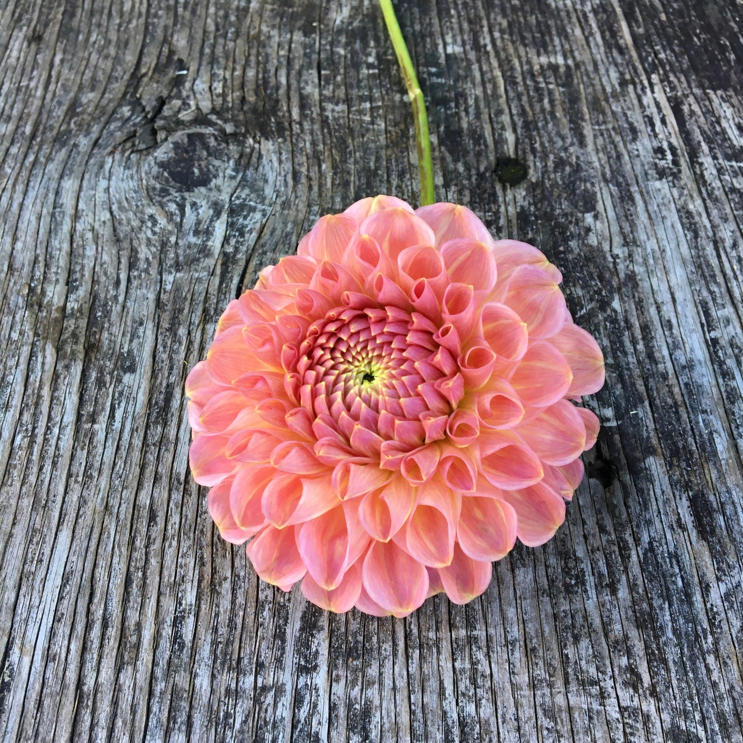 Dahlia Clearview Pêche