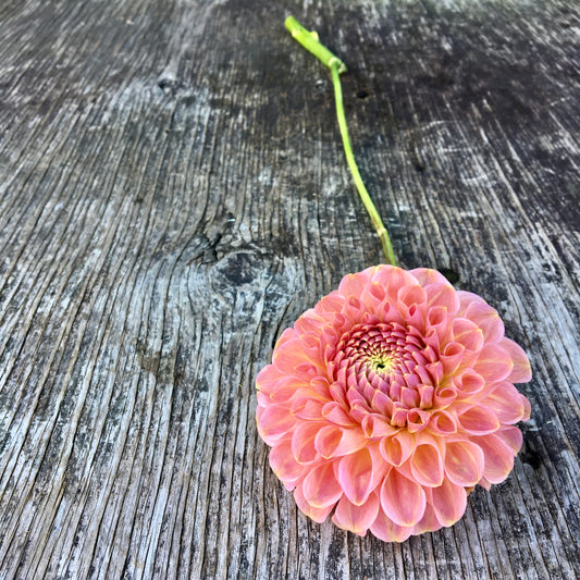 Dahlia Clearview Peachy