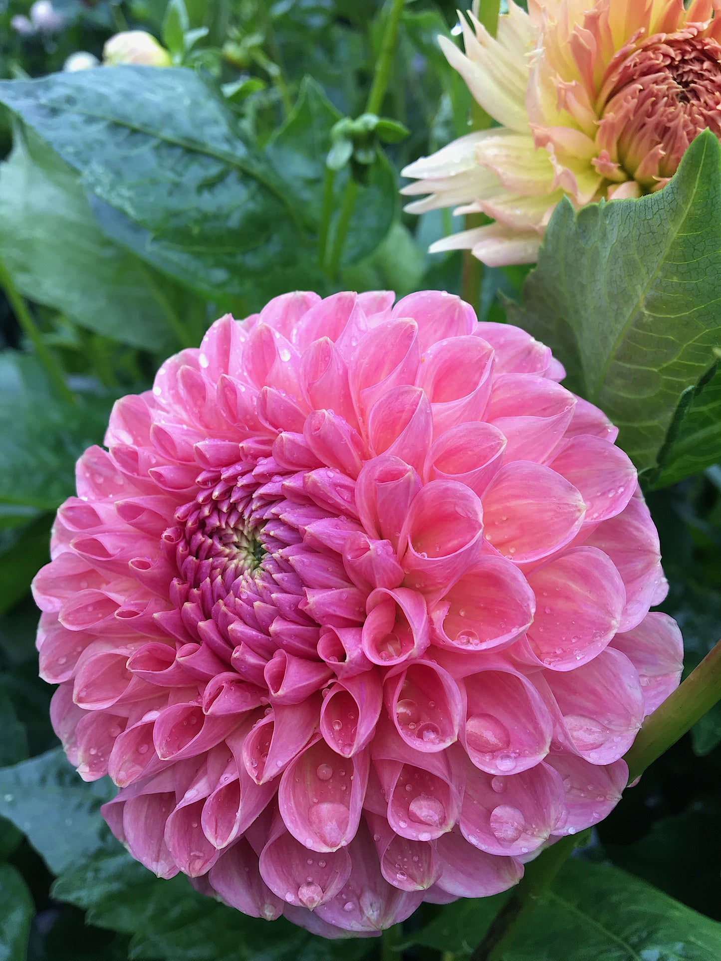 Dahlia Clearview Pêche