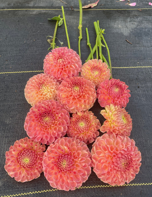 Dahlia Clearview Pêche