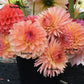 Dahlia Lindas Baby