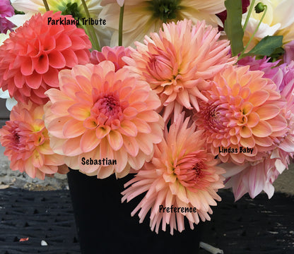 Dahlia Parkland Tribute