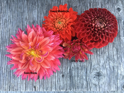 Dahlia Sonic Bloom