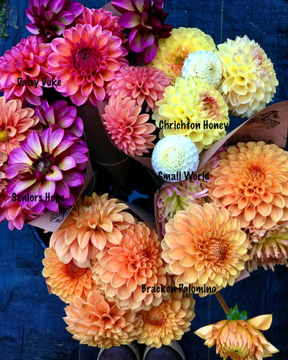 Dahlia Chrichton Honey