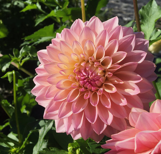 Dahlia Coralie