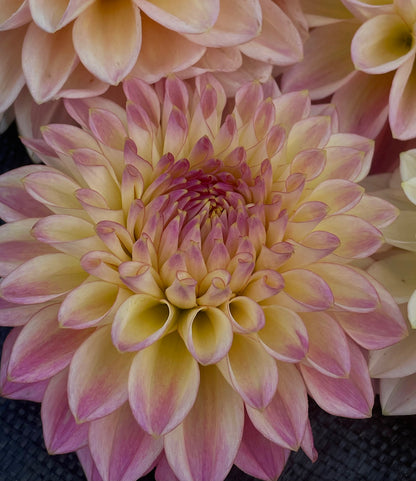 Dahlia Coralie