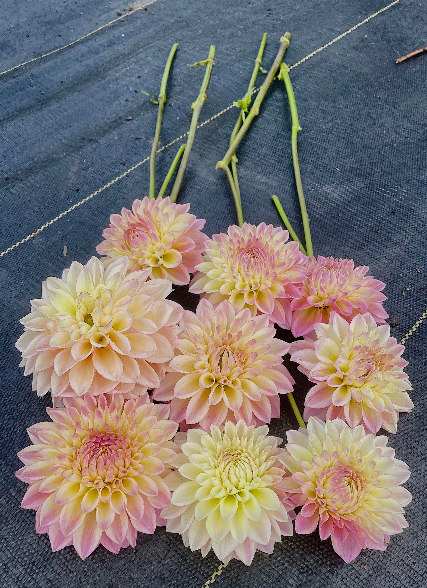 Dahlia Coralie