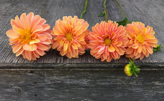 Dahlia Coseytown Lions Mane