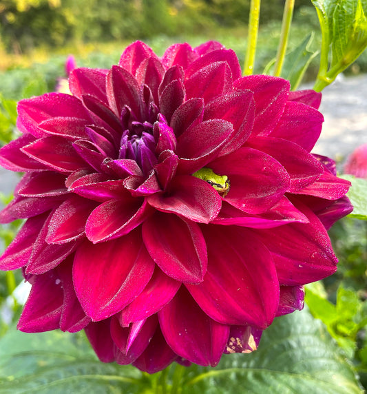 Dahlia Coseytown Sangria