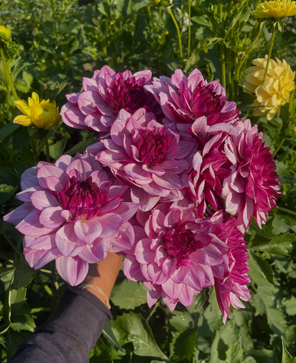 Dahlia Creme de Casis